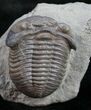 Ohio Eldredgeops Trilobite - Silica Shale #9863-1